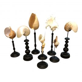 Set of Eight Seashell + Decorative Stands