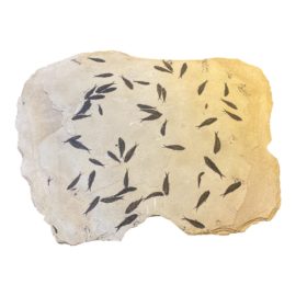 Wall Hanging Limestone Fossil Sculpture