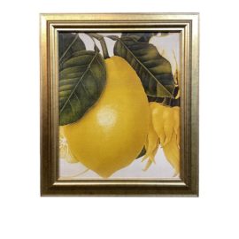 Charlotte Knox "Citron Etrog and Buddha's Hand Citron" Framed Print