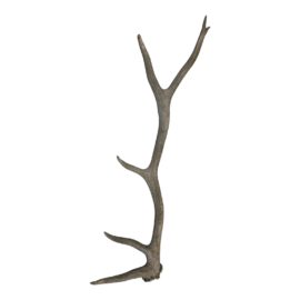 Restoration Hardware Sun-Bleached Natural Elk Antler. Original Price: $395