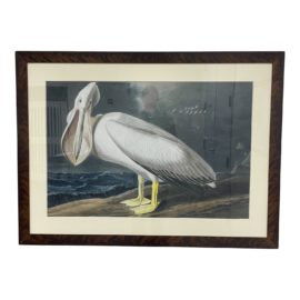 American White Pelican, Pelecanus Erythrorhynchos Audubon Lithograph - Burl Frame. Original Price: $3,500