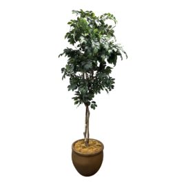 Decorative Faux Ficus Tree + Ceramic Planter