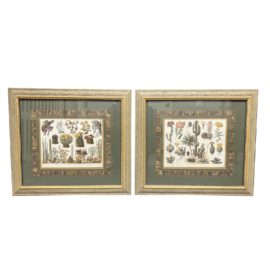 Pair of Botanical Vintage Framed Prints