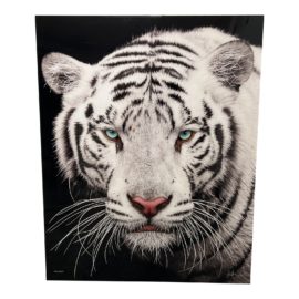 Steve Winter Behind Blue Eyes Original Chromogenic Print. Original Price: $7,523