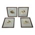 Antique French Edouard Travies, Buffon Publishing Hand-Colored Engravings, Set of Four