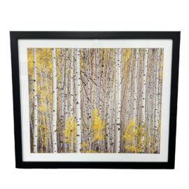 Christopher Burkett 'Aspen Grove, Colorado' Framed Art Print