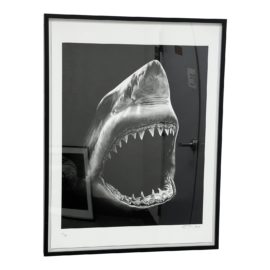Signed + Numbered Great White Shark Edition 34 of 35