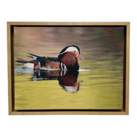 Stretch Canvas Framed + Signed by Artist of Mandarin Duck on Pond