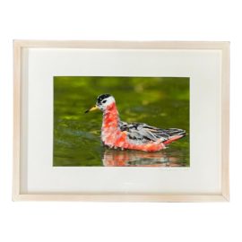Joe Naudzumas Custom Framed Signed + Framed Red Phalarope Print