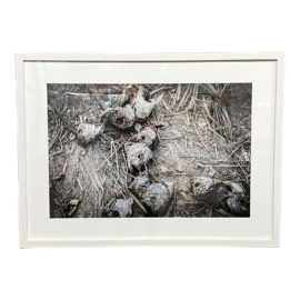 Christina Winograd Today's Catch Digital C Print, Framed. Original Price: $3,200