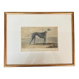 Piper, a Celebrated Greyhound by Samuel Alken Etching