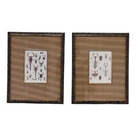 Vintage Framed Entomology Engravings, a Pair