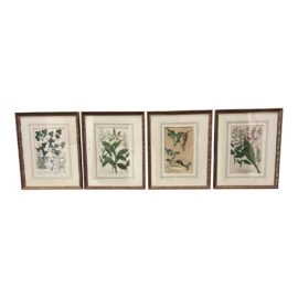 Johann Wilhelm Weinmann Botanical Engravings, Set of Four