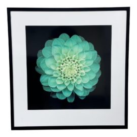 Neil Seth Levine Dahlia Print