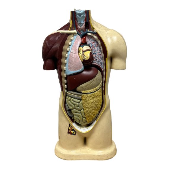 nystrom-biological-model-1964-56-removable-organs-6763