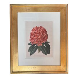 Custom Framed Rhododendron Hybridum M Victor Charron Floral Print