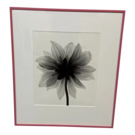 Circa 2004 Stefano Massei "Daisy" Black + White Photography, Framed