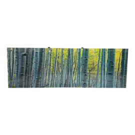 Peter Lik "Endless Birches" Photographic Acrylic Mount. Original Price: $9,800