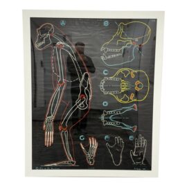 Dr. Auzoux Vintage Poster French Scientific Chart of Monkey, Framed