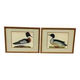 Jan Christian Sepp Merganser Duck Engraving Reproductions, Pair