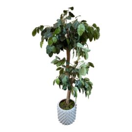 New Growth Design Banyan Tree With Pot