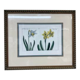 Daffodil Botanical Art Print, Framed