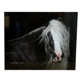 Terry Kirkland Cook Bombshell a Gypsy Vanner Acrylic Print