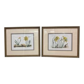 Soicher-Marin Daffodil Botanical Art Print, Pair