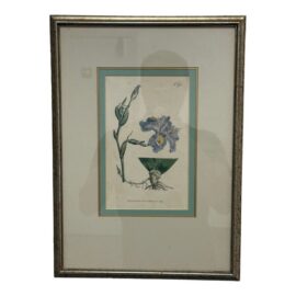 William Curtis "Chinese Iris" Botanical Print, Framed