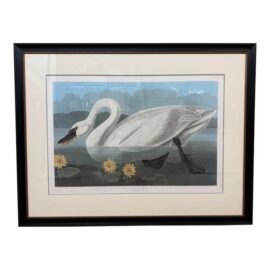 John James Audubon Birds of America Collection Common American Swan Original Print, Signed