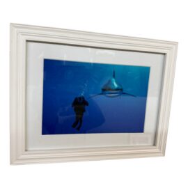 Brian Skerry Sharks on Assignment Great White Photograph, Framed