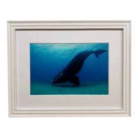 Brian Skerry North Atlantic Whale Photography