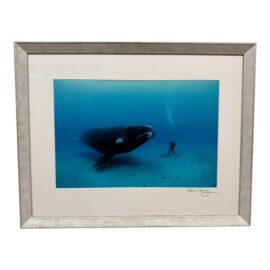 Brian Skerry First Encounter Southern Right Whale Photograph, Signed