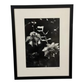 Jess Johnston Dozen Roses XI Black & White Photograph Edition 1/10, Framed. Original Price: $750