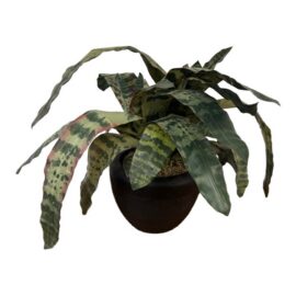 Artificial Vriesea Hieroglyphica Plant + Vase