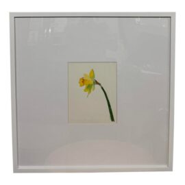 Isabel Wyatt Daylight Daffodil Original Painting, Signed